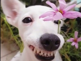 猫吃小鸟什么原因