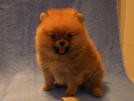 狗狗为什么拉肚子