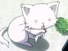 猫咪有泪痕吃什么？——解决泪痕问题的一站式指南