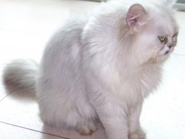 猫咪背上有小疙瘩：原因、诊断与治疗