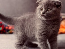 猫咪失禁：原因、诊断与治疗方法一览