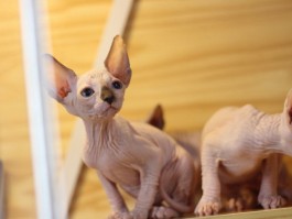猫咪嘴巴抖：原因分析与应对措施