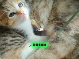 七个月柯基：成长中的护理与关注要点