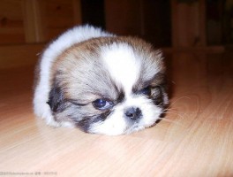 两个月小猫大概多重：了解幼猫成长的关键指标