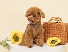 杜宾犬几个月开始认主 - 宠物医生的专业解答