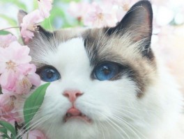 狗狗白色米粒虫：了解原因与治疗方法
