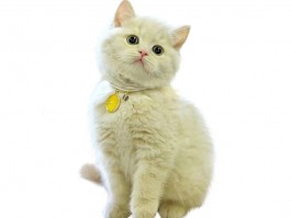 美短猫咪：深入了解这一受欢迎的猫种