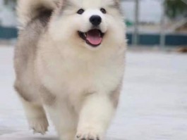 狗狗摔瘸了，宠物医生教您如何应对