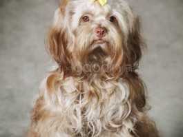 一个月狗狗笼子：为您提供全面的养犬指南