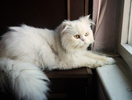 小狗狗的故事