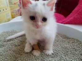 7个月金毛犬：成长关键期的健康与护理指南