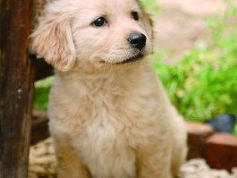 2个月大阿拉斯加犬多重：了解幼犬成长的关键数据