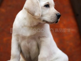 两个月大的猫咪如何选择合适的猫粮