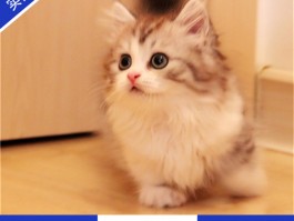 标题：猫咪流质食物——营养与健康的完美结合