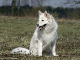 雪纳瑞两个月怎样喂：幼犬喂养指南