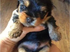 秋田五个月：幼犬成长的关键时期