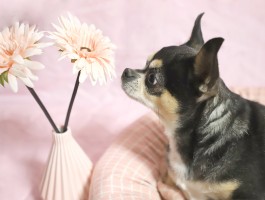 猫咪呼吸道检查：守护猫咪健康的秘诀