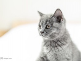 猫咪脱水怎么办：宠物医生的急救指南