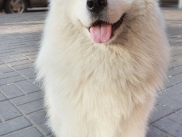 两个月大边牧：成长护理指南