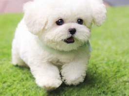 猫咪眼睛红肿外翻：原因、症状与治疗建议