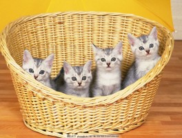 猫吃白菜什么原因 - 宠物医生专业解析