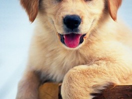 三个月的萨摩耶怎么养：新手养犬攻略