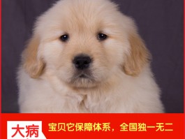 猫假死什么原因：揭秘猫咪的这一神秘现象