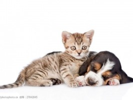 猫咪一次喂多少合适：科学喂养指南