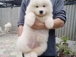 狗狗有皮肤病：识别、治疗与预防