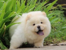 小狗换牙一般是几个月