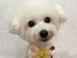 幼犬几个月可以打狂犬？——宠物医生专业解答