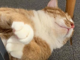 猫咪上吐下泻：原因、诊断与治疗