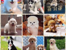 狗狗牙龈出血：原因、诊断与治疗