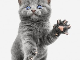 2个月的猫怎么养：新手猫主必读攻略