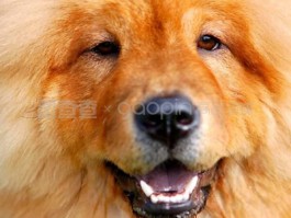 狗狗胆子小怎么办：提升宠物自信的实用方法