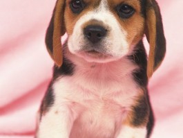 柴犬一个月：新手主人必知养护攻略