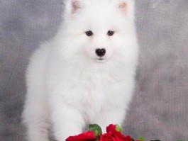 马犬3个月：健康成长的关键期