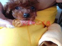柯基一个月：新手指南与护理要点