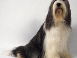 狗狗驱虫药什么牌子好：为您揭秘市面上热门品牌