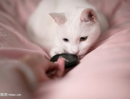 两个月的小猫打喷嚏：原因分析与应对措施