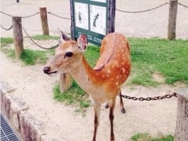 狗狗疫苗多少钱一针？全面解析宠物疫苗接种费用