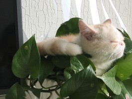 泰迪四个月肩高18：了解幼犬成长的关键阶段