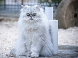 猫爱咂嘴什么原因？揭秘背后的真相