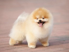 两个月大狗多大？了解狗狗成长的关键阶段