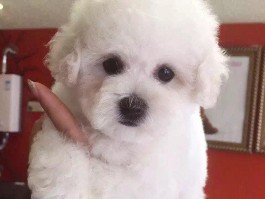 拉布拉多几个月停止生长：了解其生长周期与关键因素