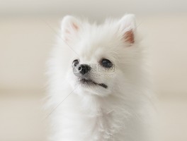 猫咪秀恩爱：萌宠世界的甜蜜瞬间