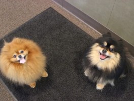 狗狗几个月几斤正常：了解狗狗成长标准