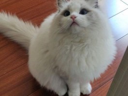 猫咪洗完澡可以打疫苗？揭秘真相