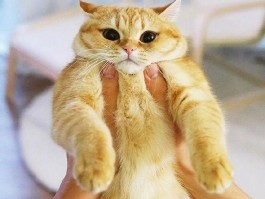 宠物猫耳朵热是什么原因？