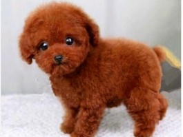 两个月比熊耳屎：关注比熊犬耳朵健康